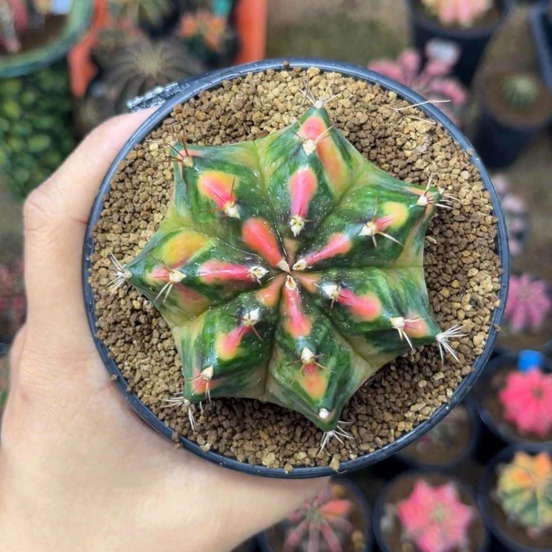 泰系米哈  带盆土