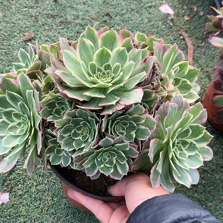289水蜜桃多肉植物