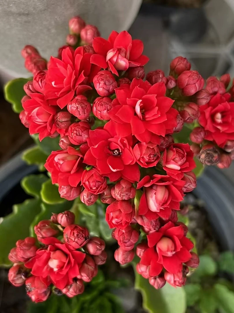 【源头一手价】红色长寿花一把可以养出根花期长鲜花批发花店摆地摊