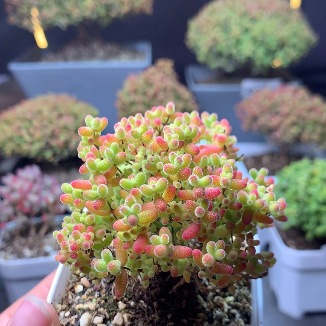 095蜜橘糖球