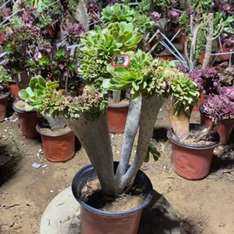 原始绿缀一物一拍