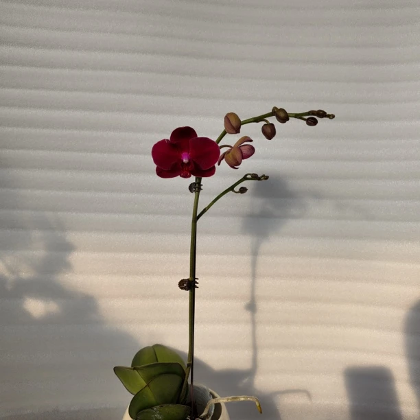 【拉菲】3.0寸 带花带花苞