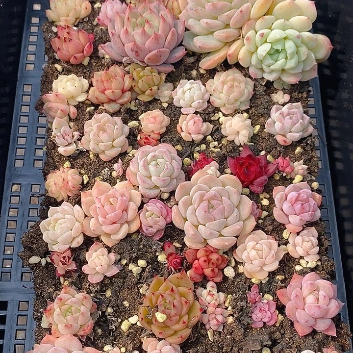 97 多肉植物盆栽花卉植物