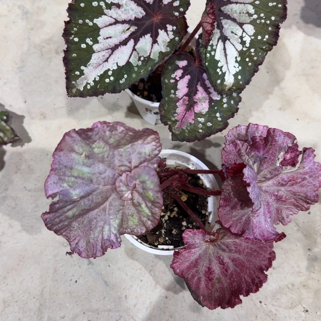 不开花植物青绿粉红豹福利款无售后