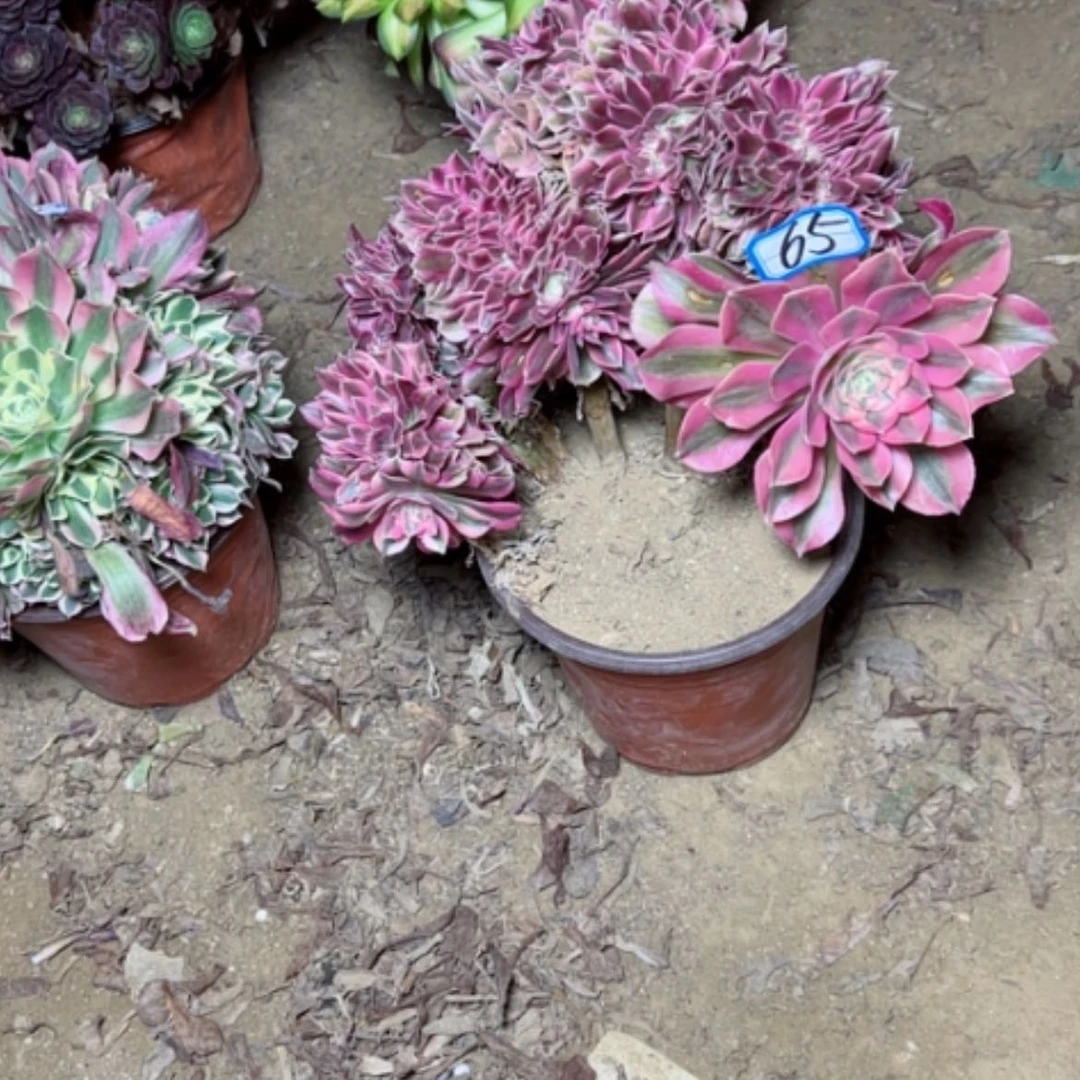 【闪购商品】多肉植物粉女巫65