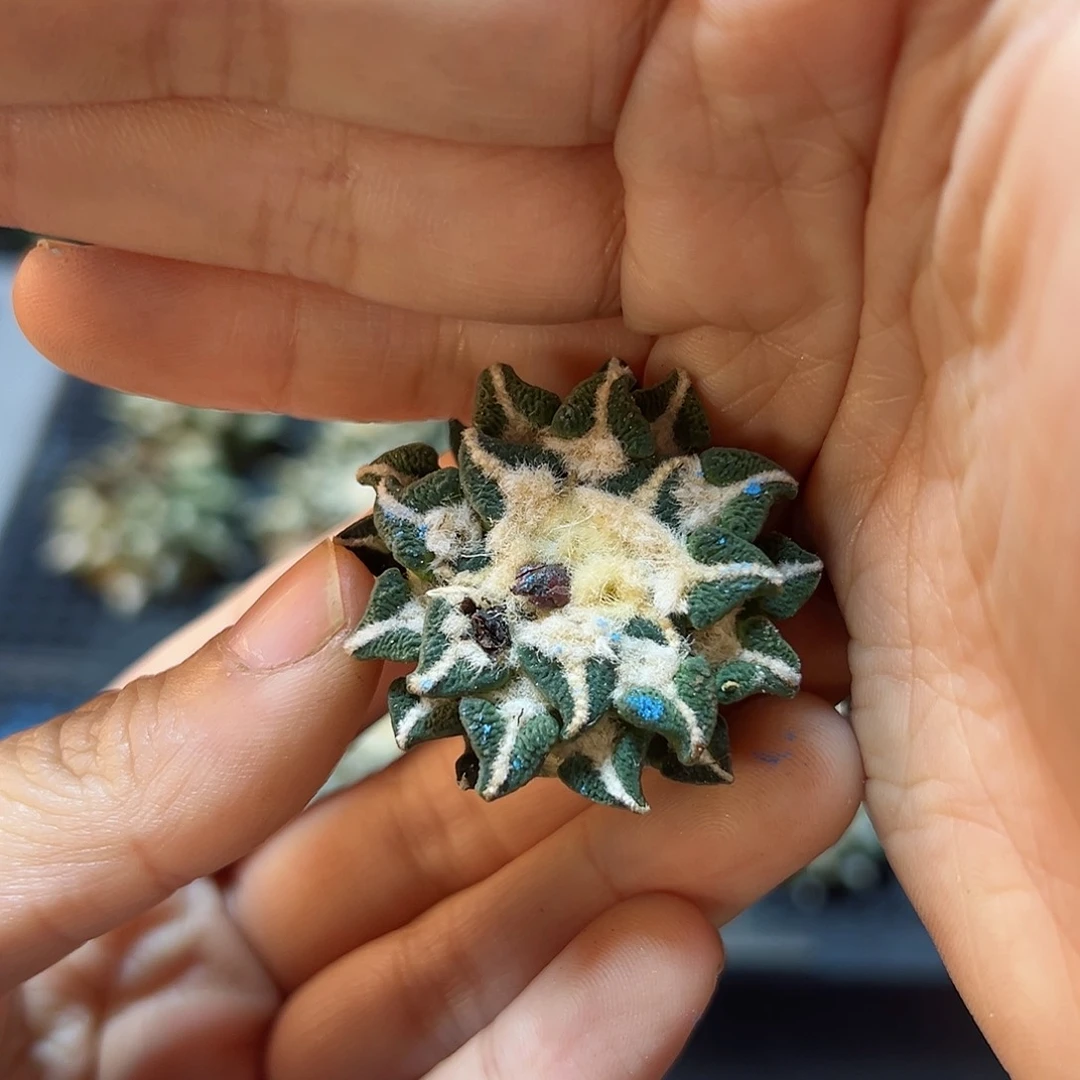 苗接无根黑牡丹3.3公分