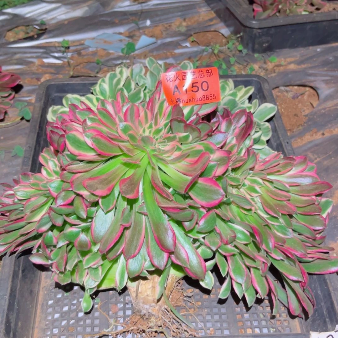 组合150多肉植物