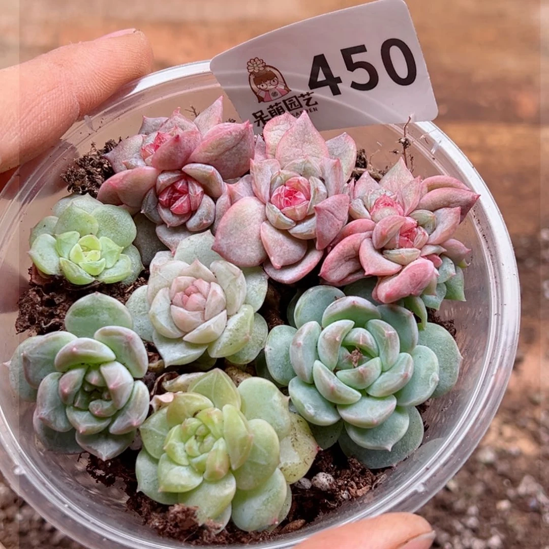 暮多肉植物多肉植物