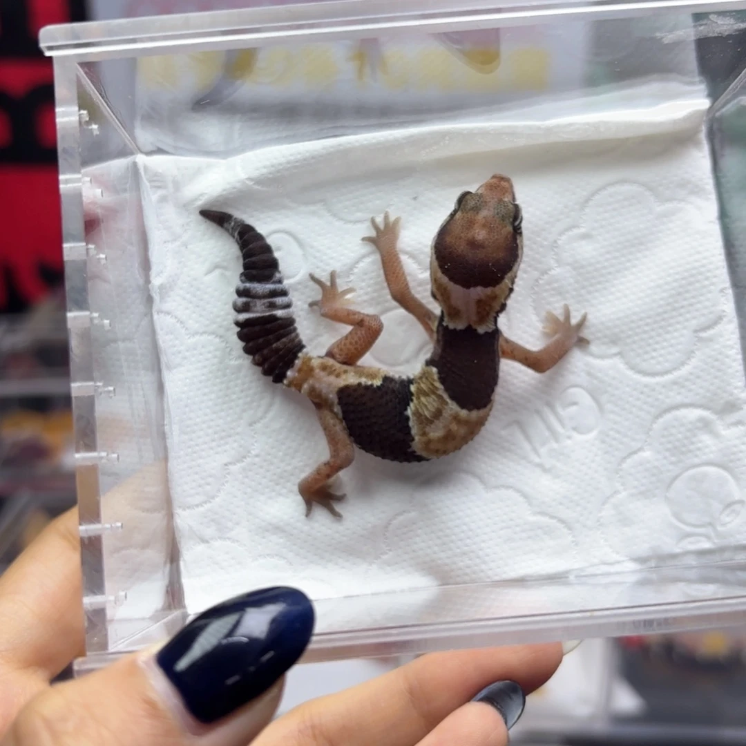 肥尾守宫原色母温M12