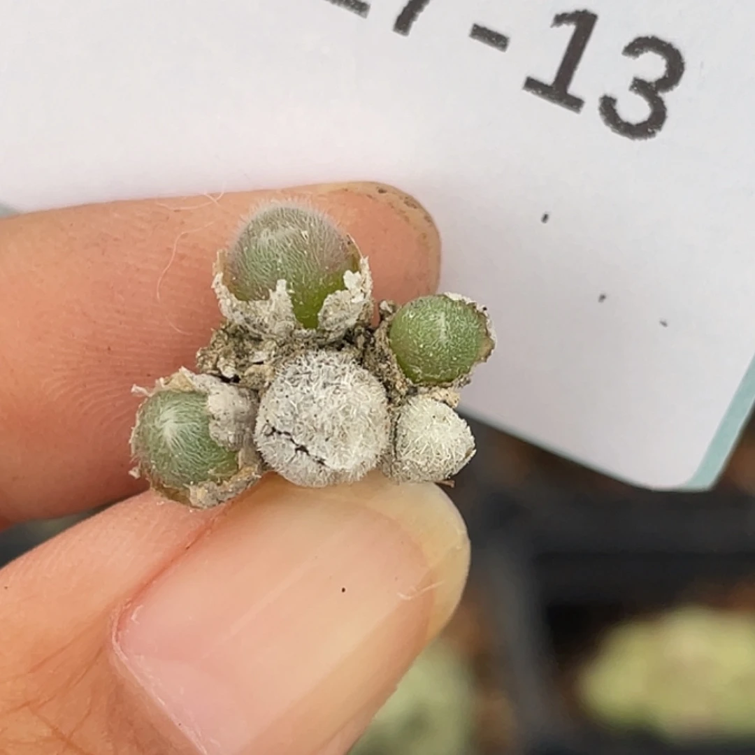 17-13毛球多肉植物