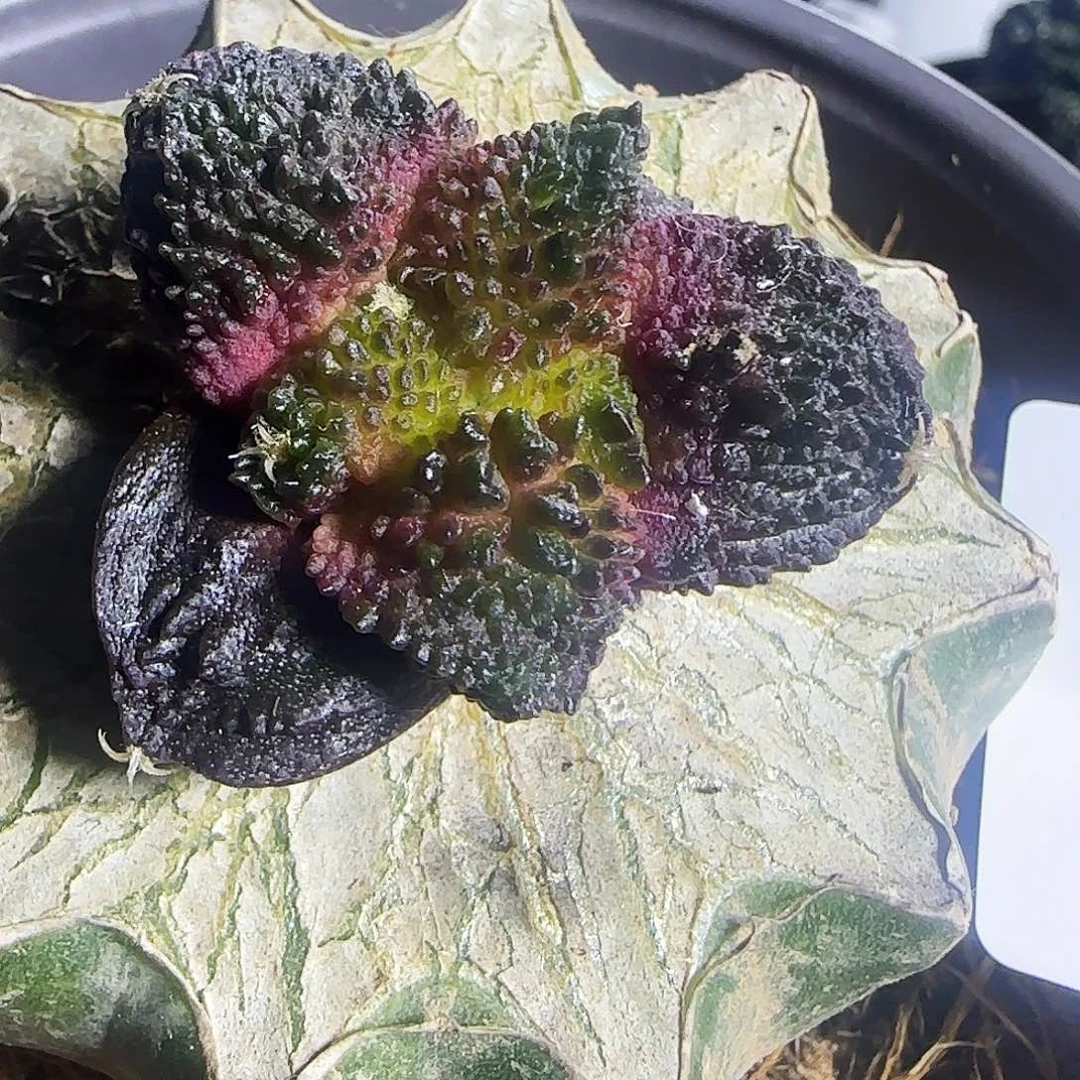 三***哥哥斯拉311仙人球开花啦