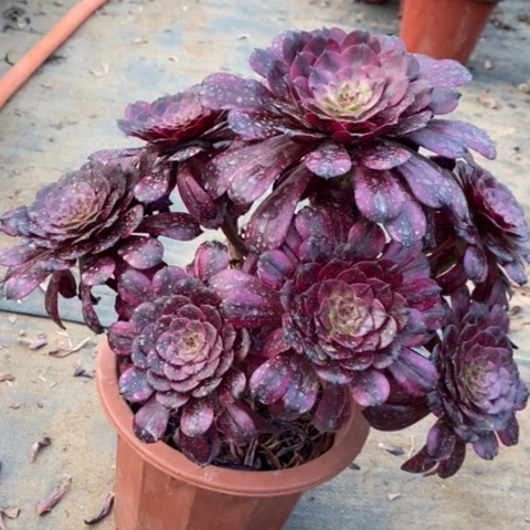 美肌多肉植物011