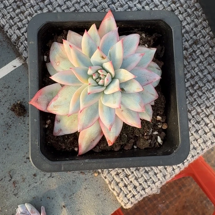 月***汐粉蓝鸟锦一物一拍