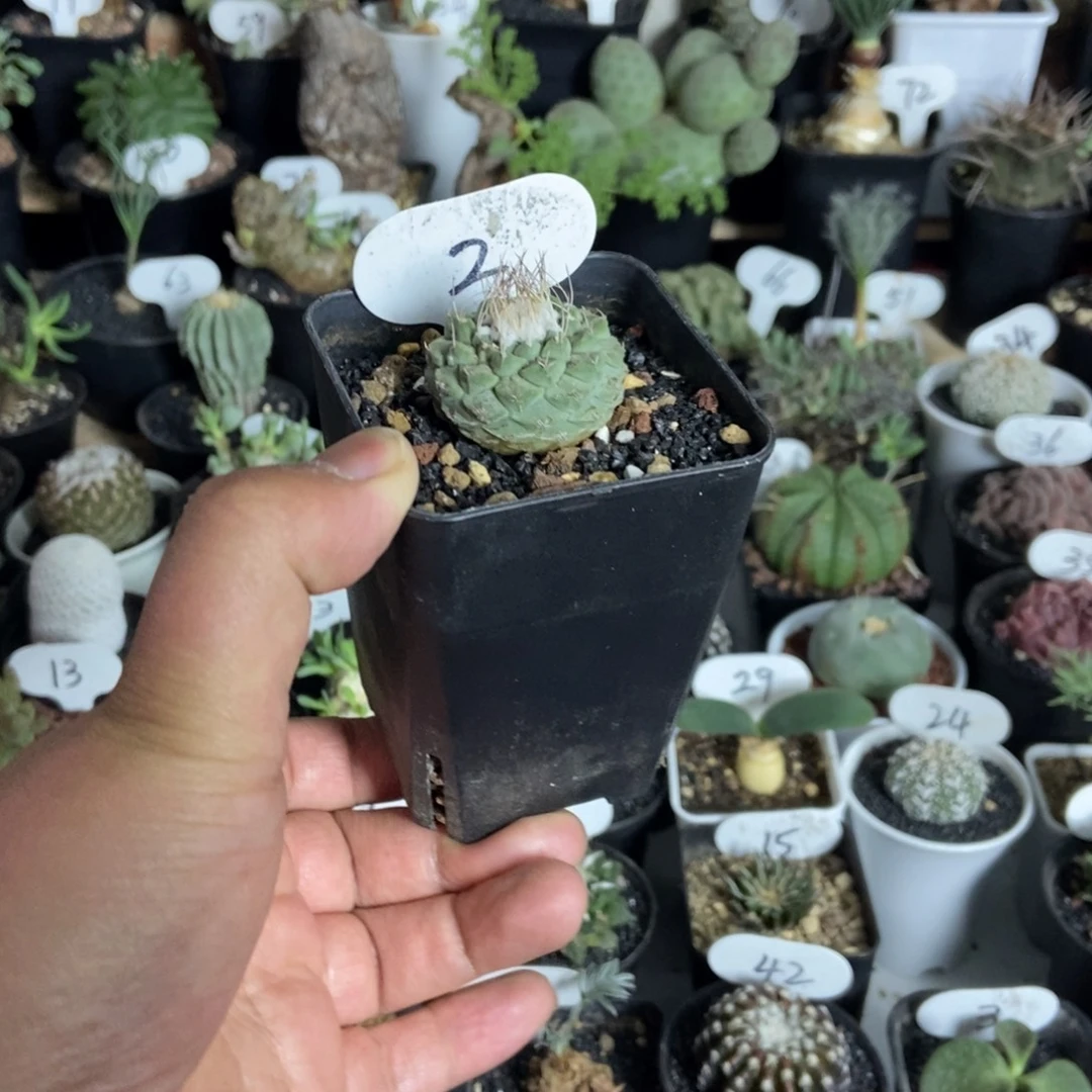 单头菊水一物一拍