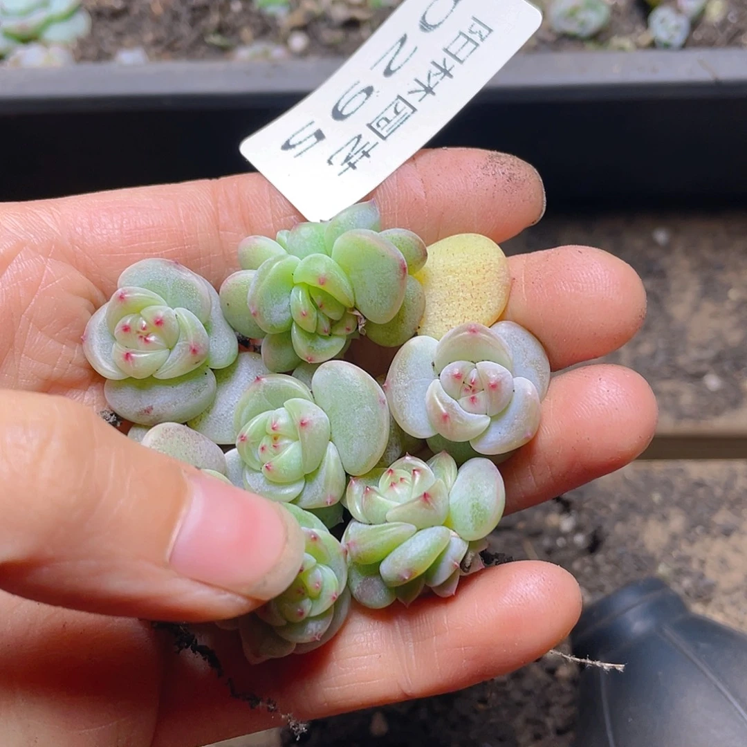 多肉植物多肉植物295