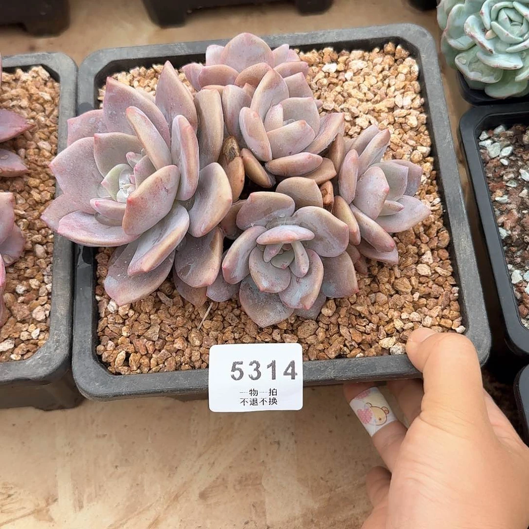 琦***”5314红茶多肉。