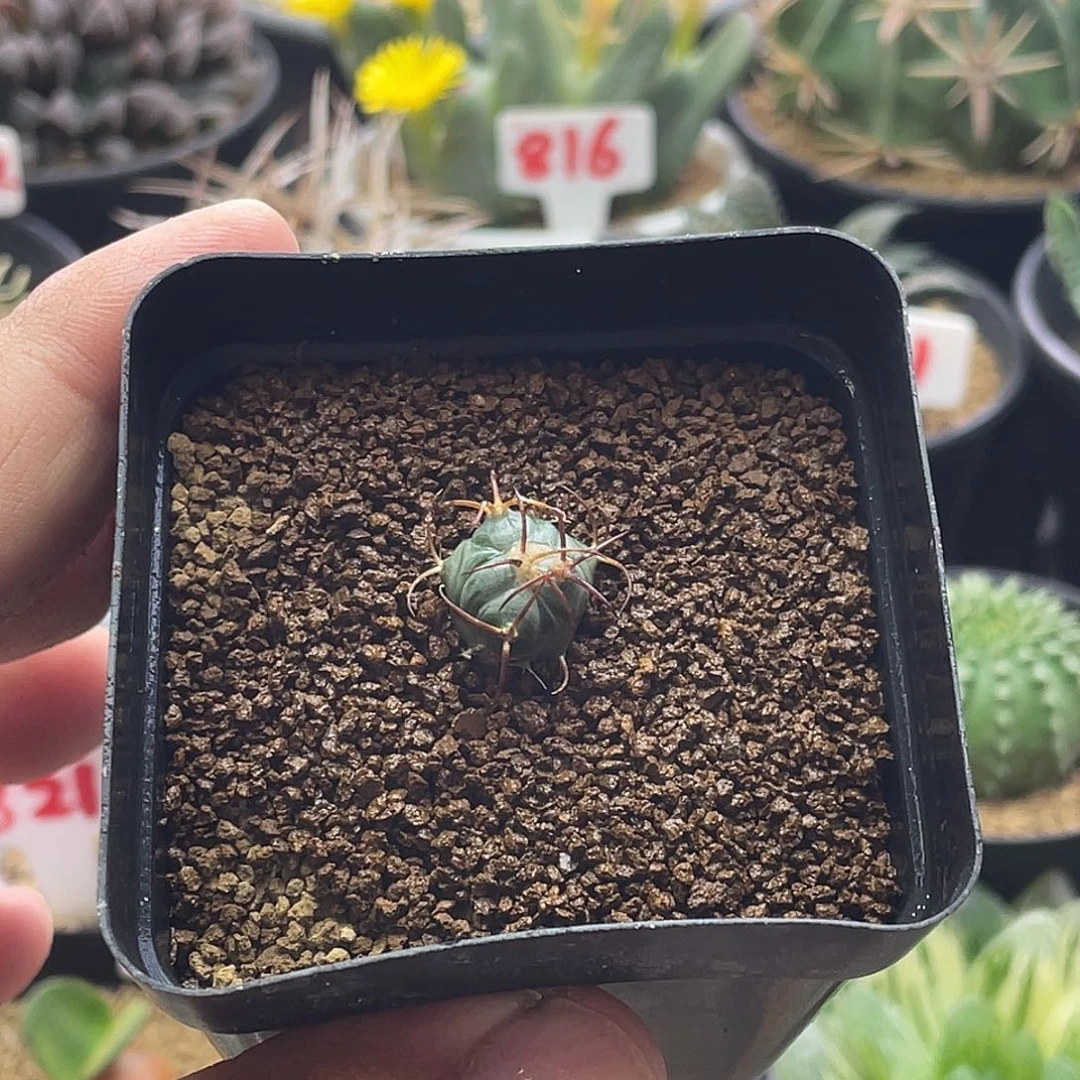 实生花王小平丸 包邮