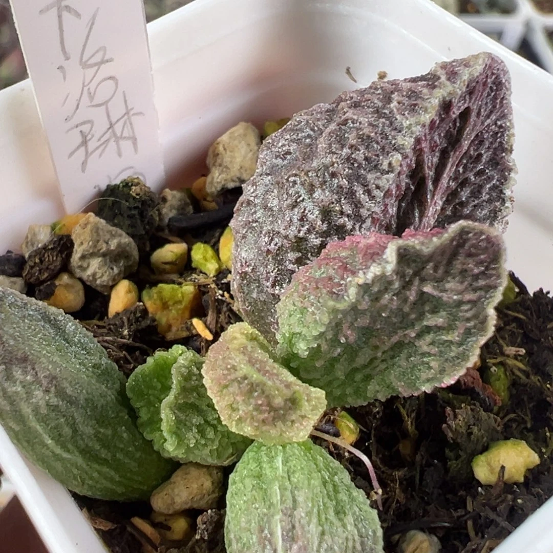 w卡洛琳多肉植物水泡