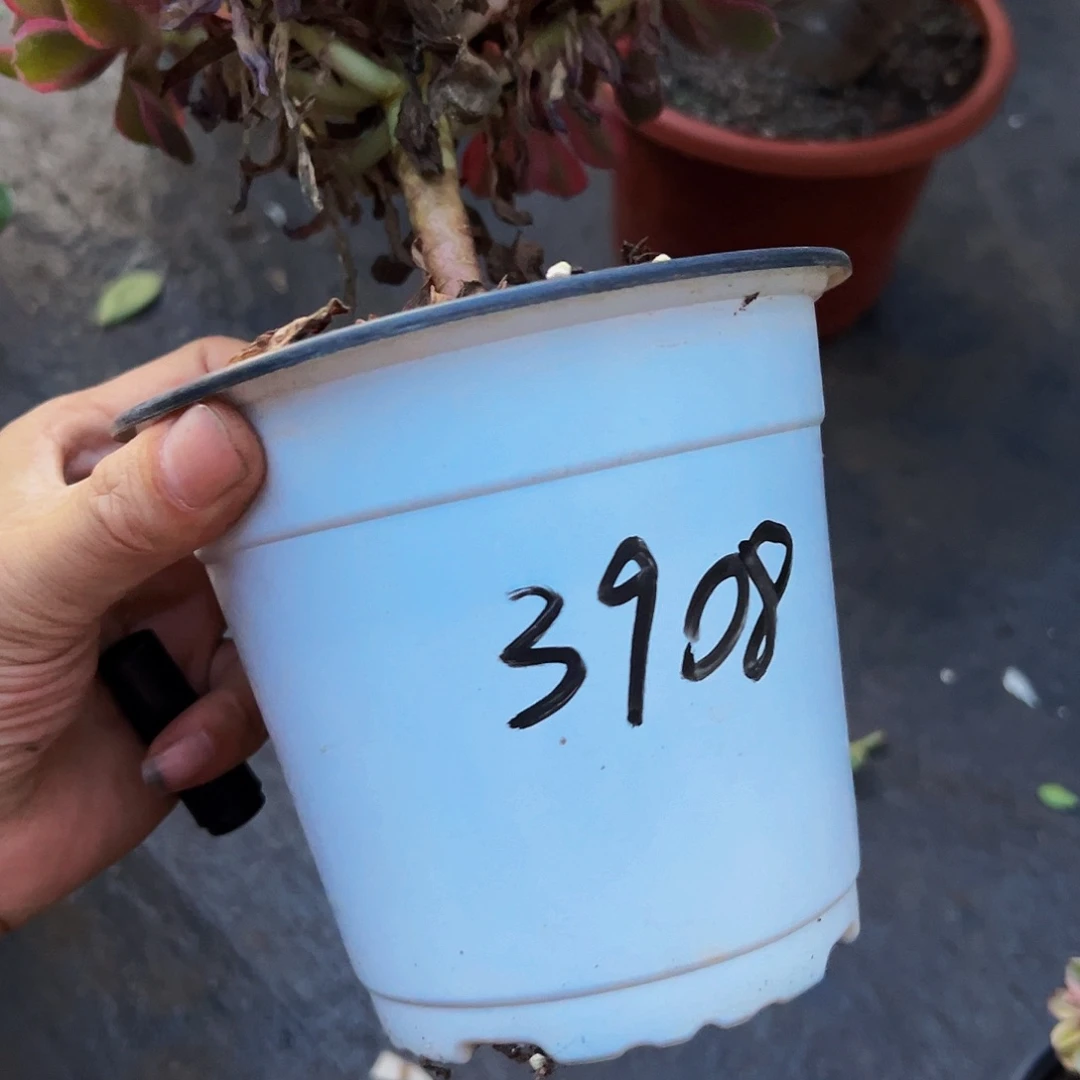 M***M万妖花带盆土发货