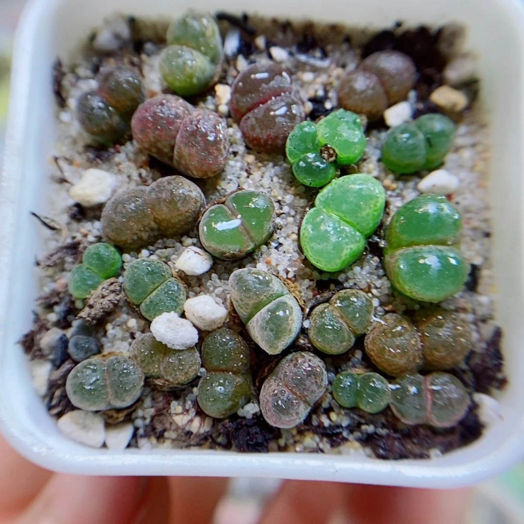 生石花花花花花花花花946
