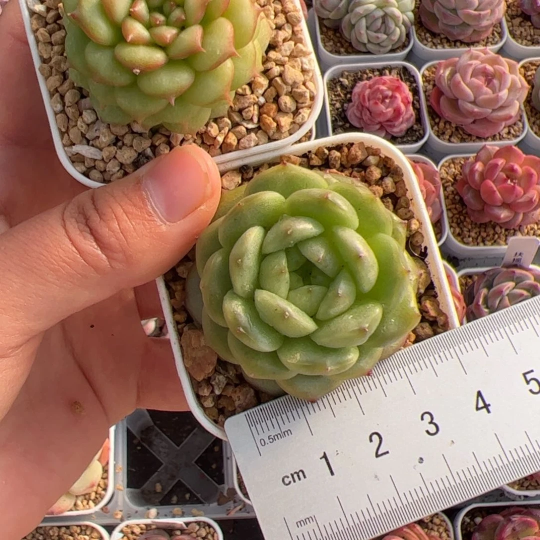 黑***妮389 多肉植物组合盆栽