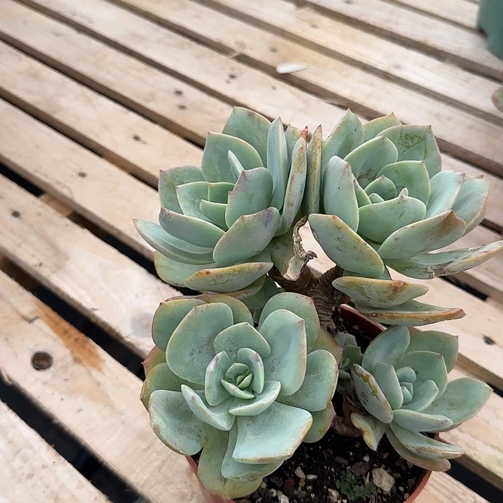 知*~108白凤脱土发货不退不换