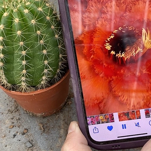 威尔刚仙人球，367990