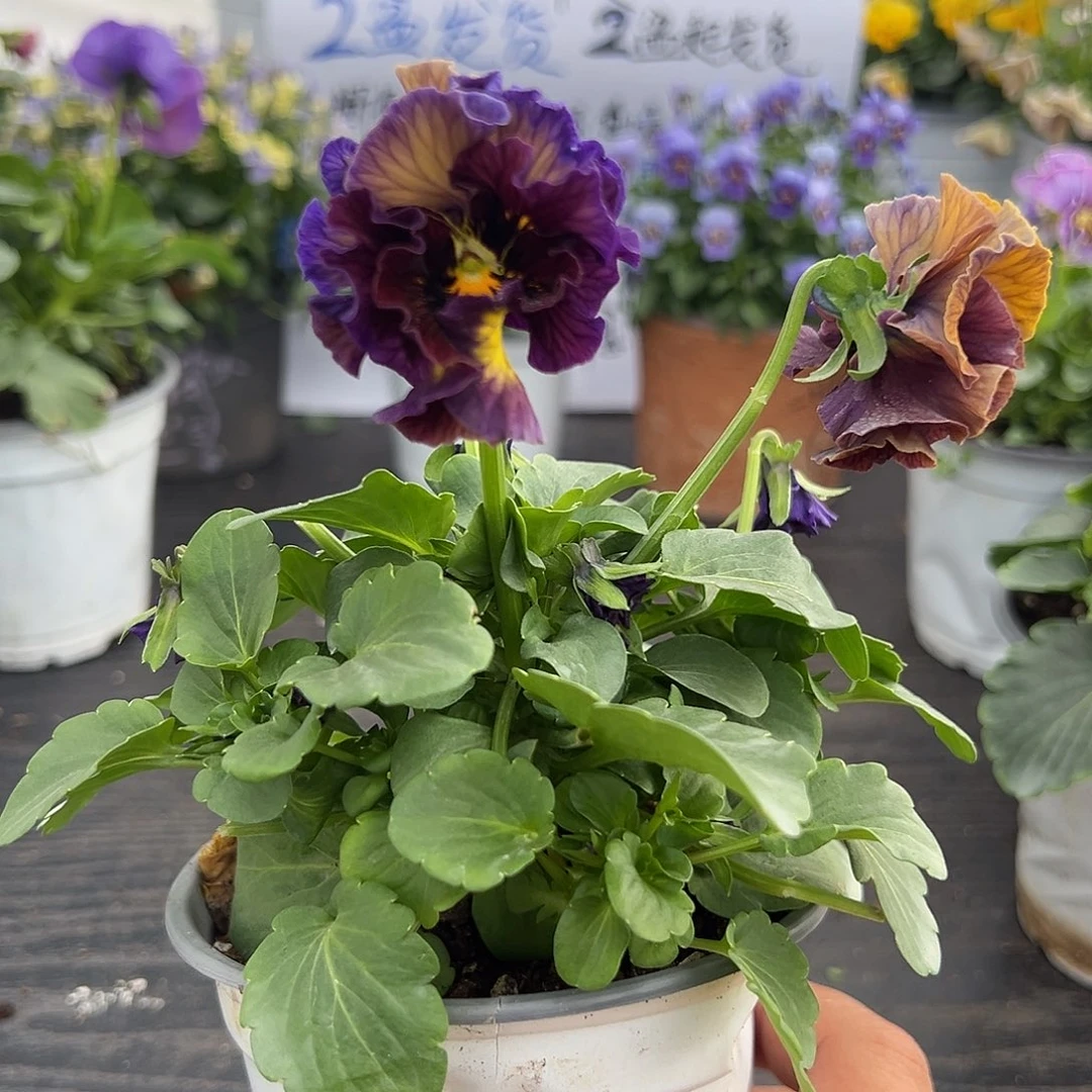 当前无花朵，栽培后可花朵021号