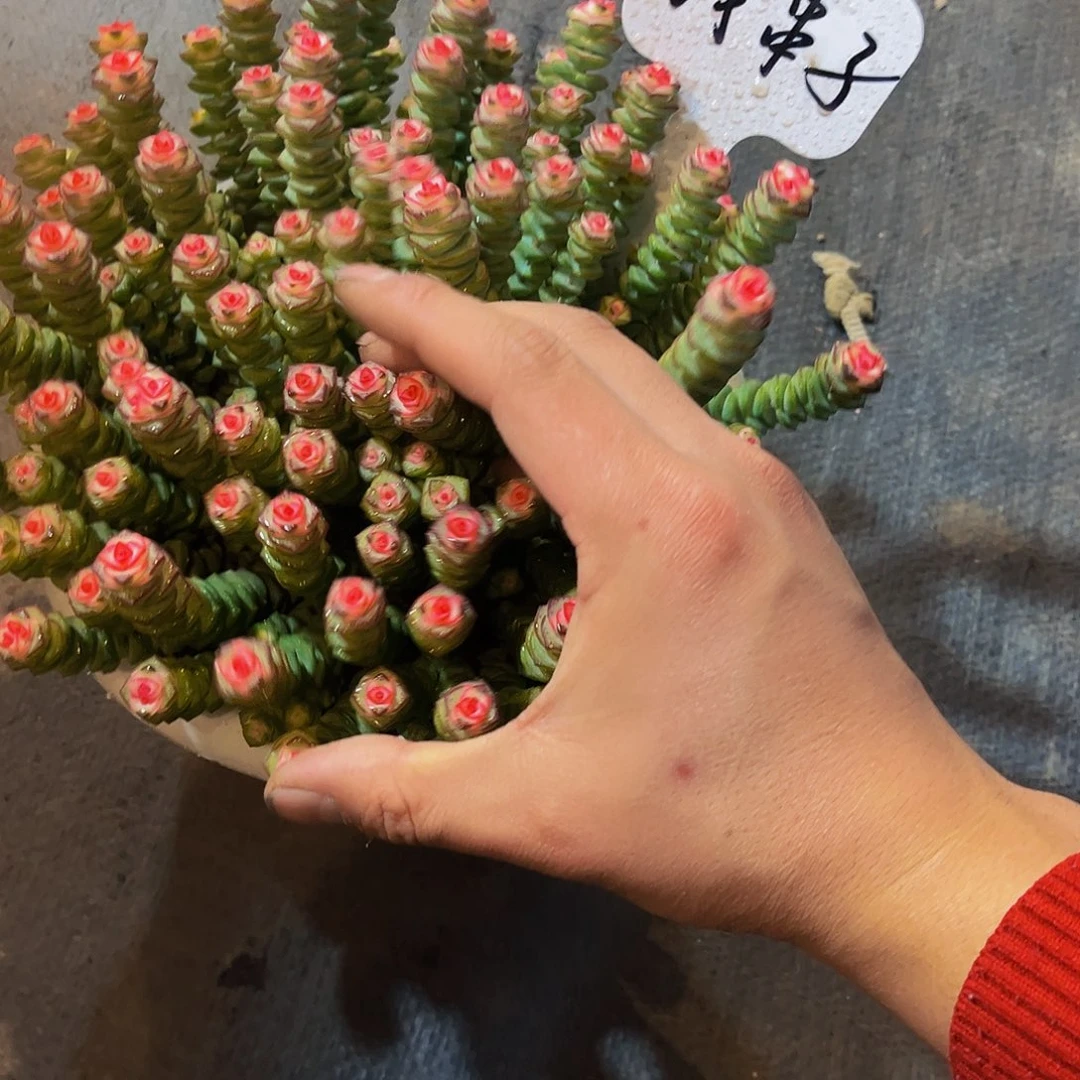 钱多多多肉 一单包邮