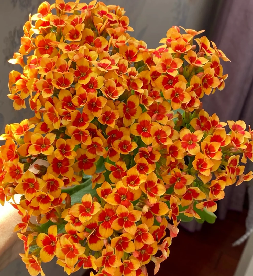 《平安夜》120盆单瓣长寿花一代苗独颗（气柱发货）开花对版 基地直发