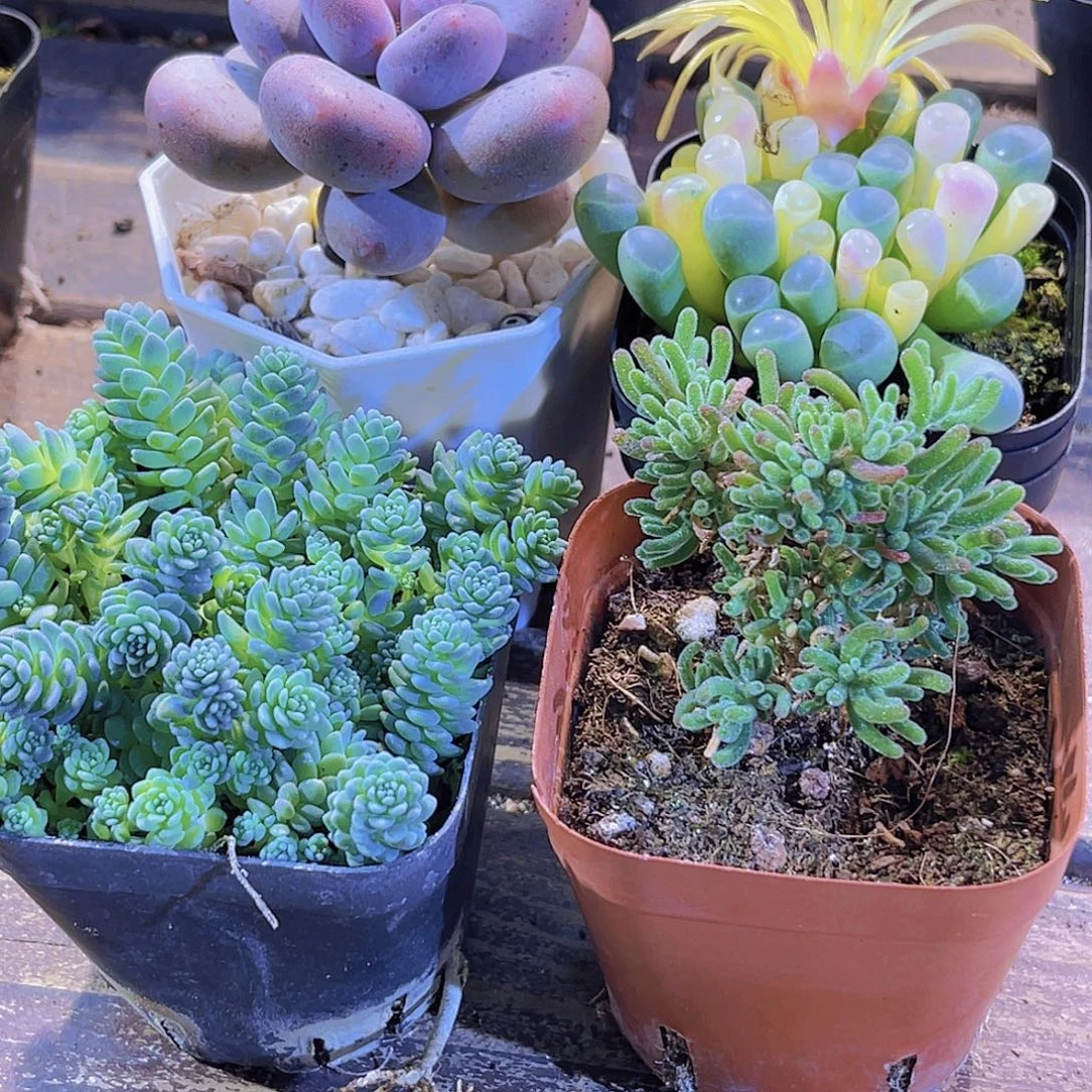 如图四盆111111111111