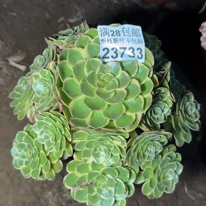 23733分花妖多肉植物