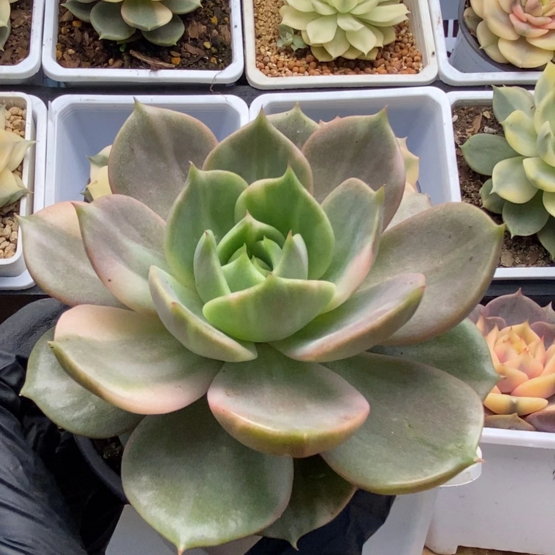 652贝加尔湖锦锦锦锦锦锦