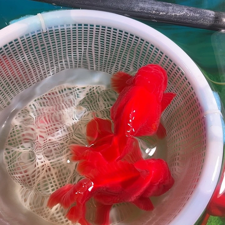 海水鱼 哈哈哈哈哈哈哈哈乐乐