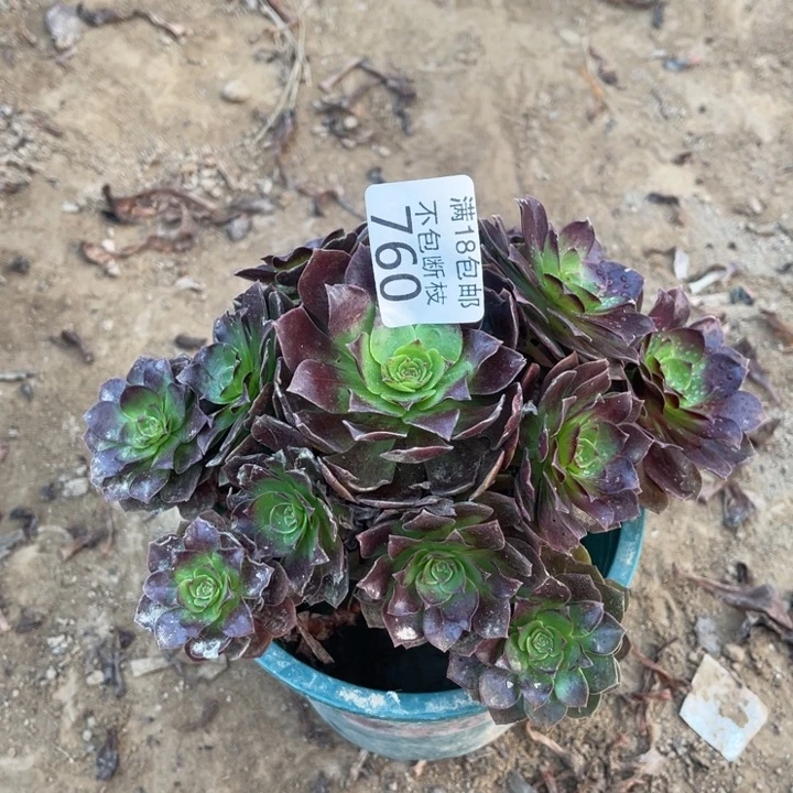 760赤炎莲小手捧1