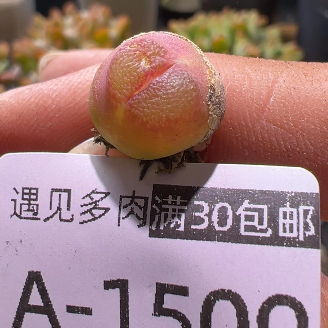多肉植物111111111111111