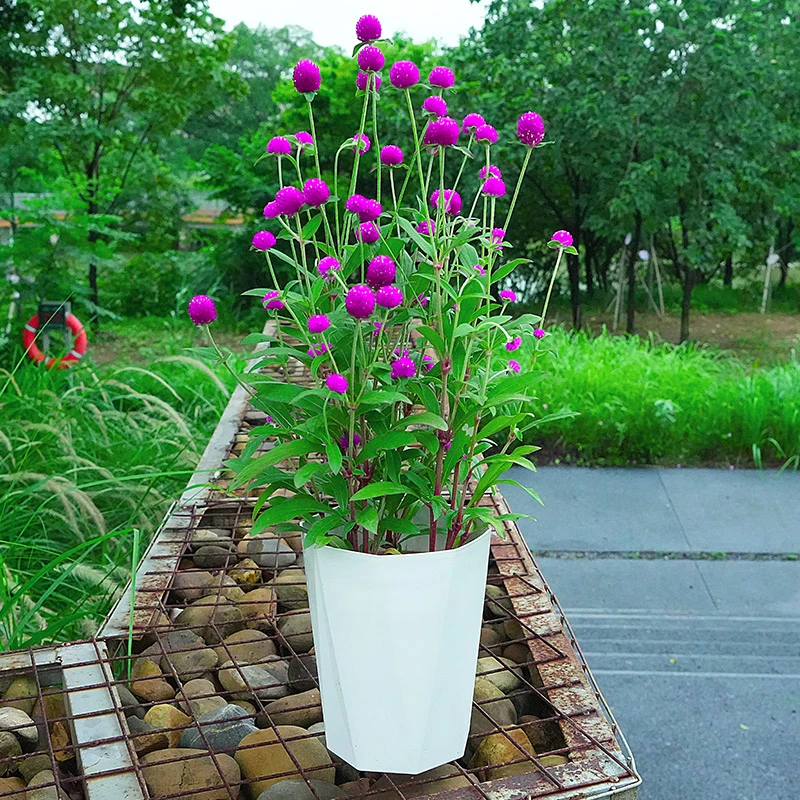 千日红盆栽带花苞耐热四季开花适合阳台庭院的好养植物百日红花卉