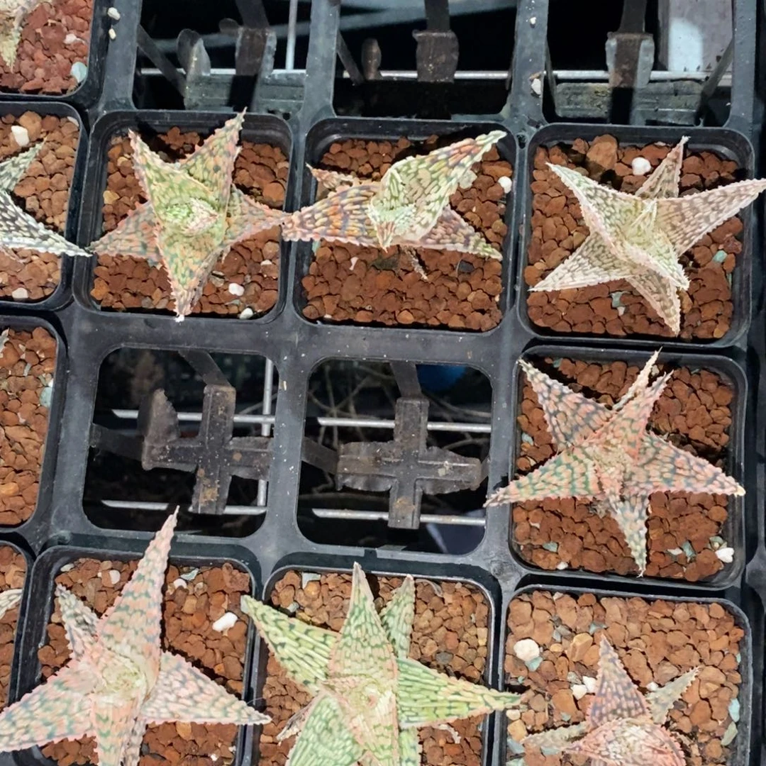 1331 一颗大圣诞芦荟