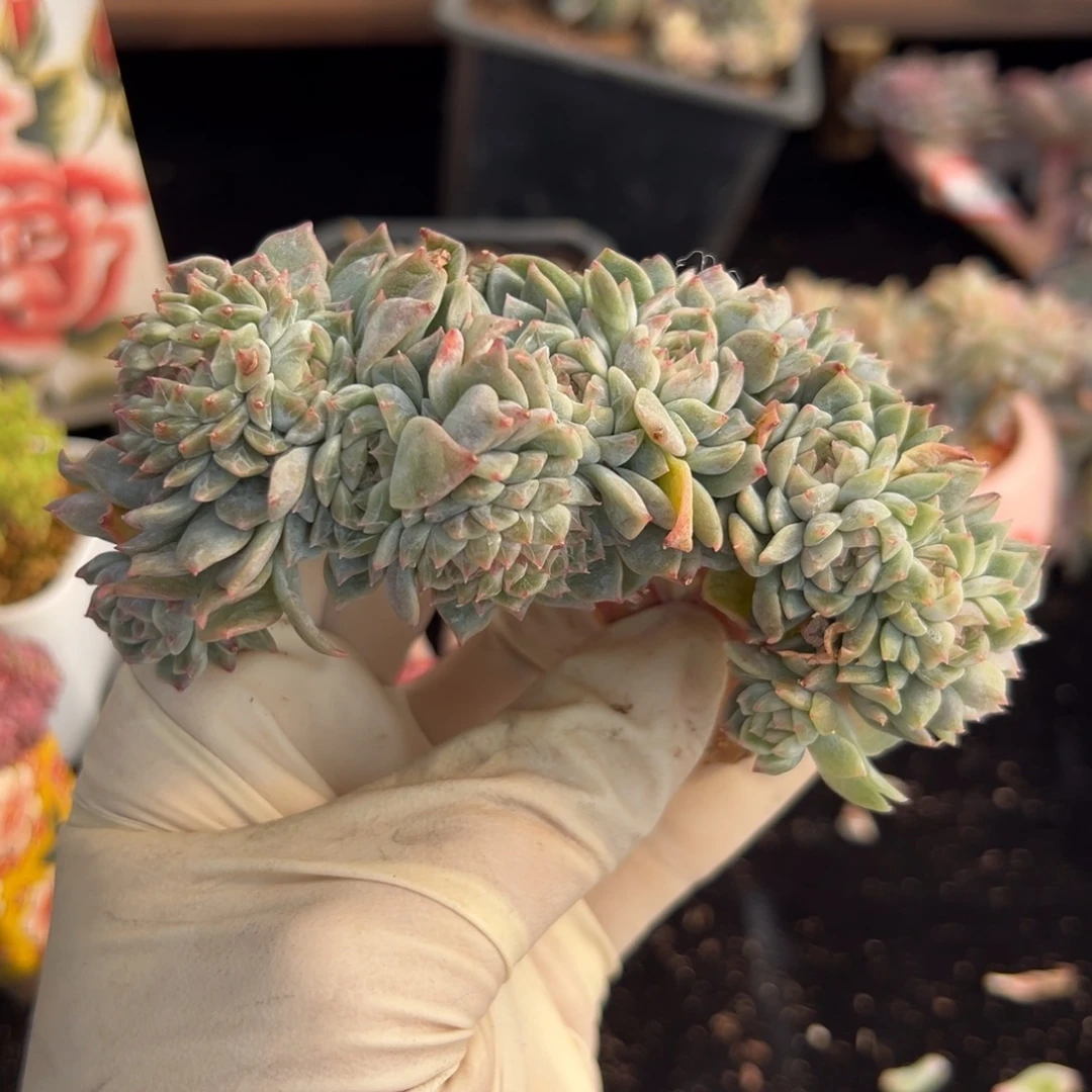 新年快乐 新年快乐