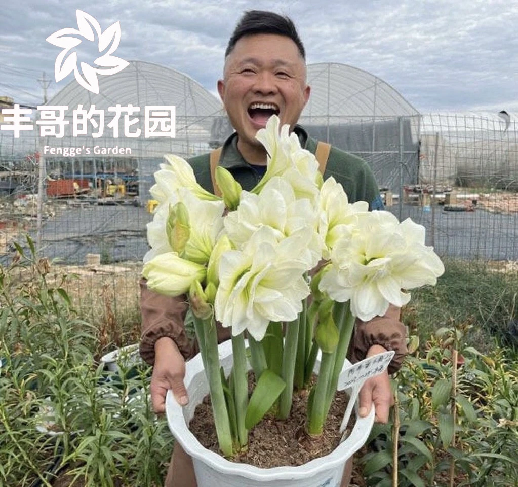 自然球《阿弗雷周长20/22》1颗白色重瓣朱顶红种球