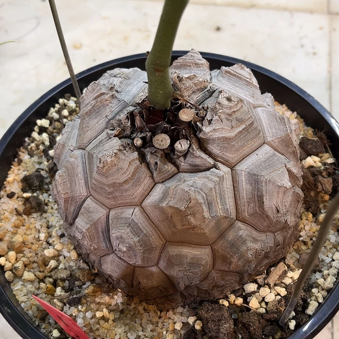 白皮大裂块足球龟高球体精选株