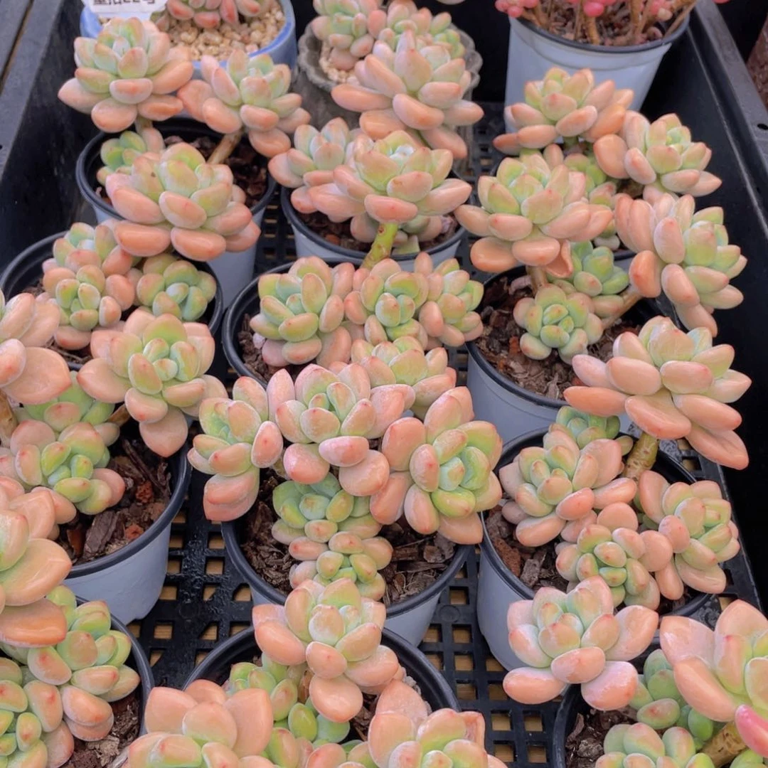 量拍22号 优选红洛神老桩大群生一个