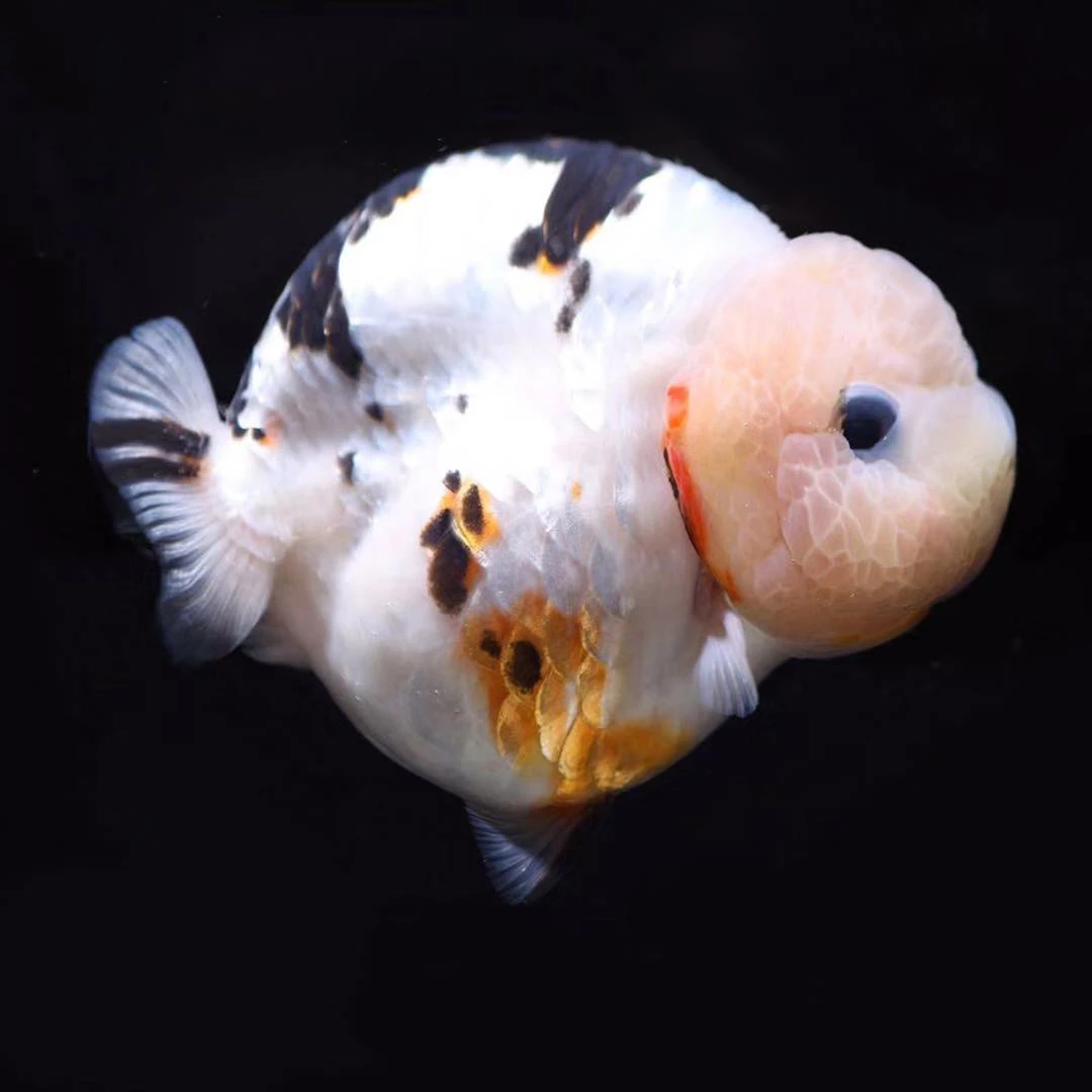 精品寿寿专拍链接