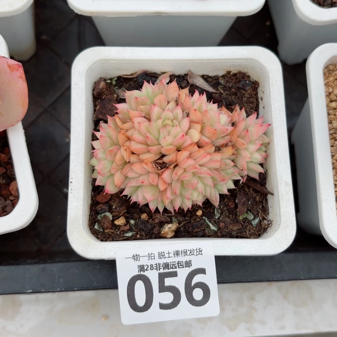 女雏锦无盆土发货