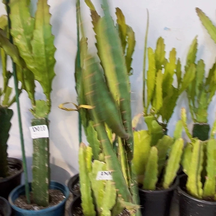 当前无花栽培后可以开花21