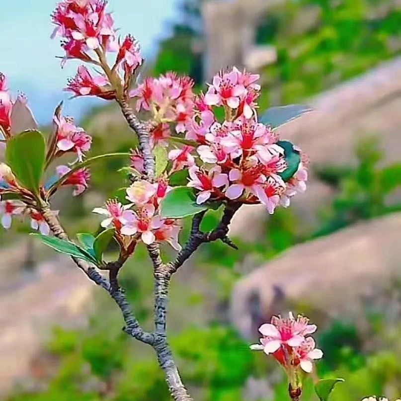 春花盆栽好养活可庭院种植花卉