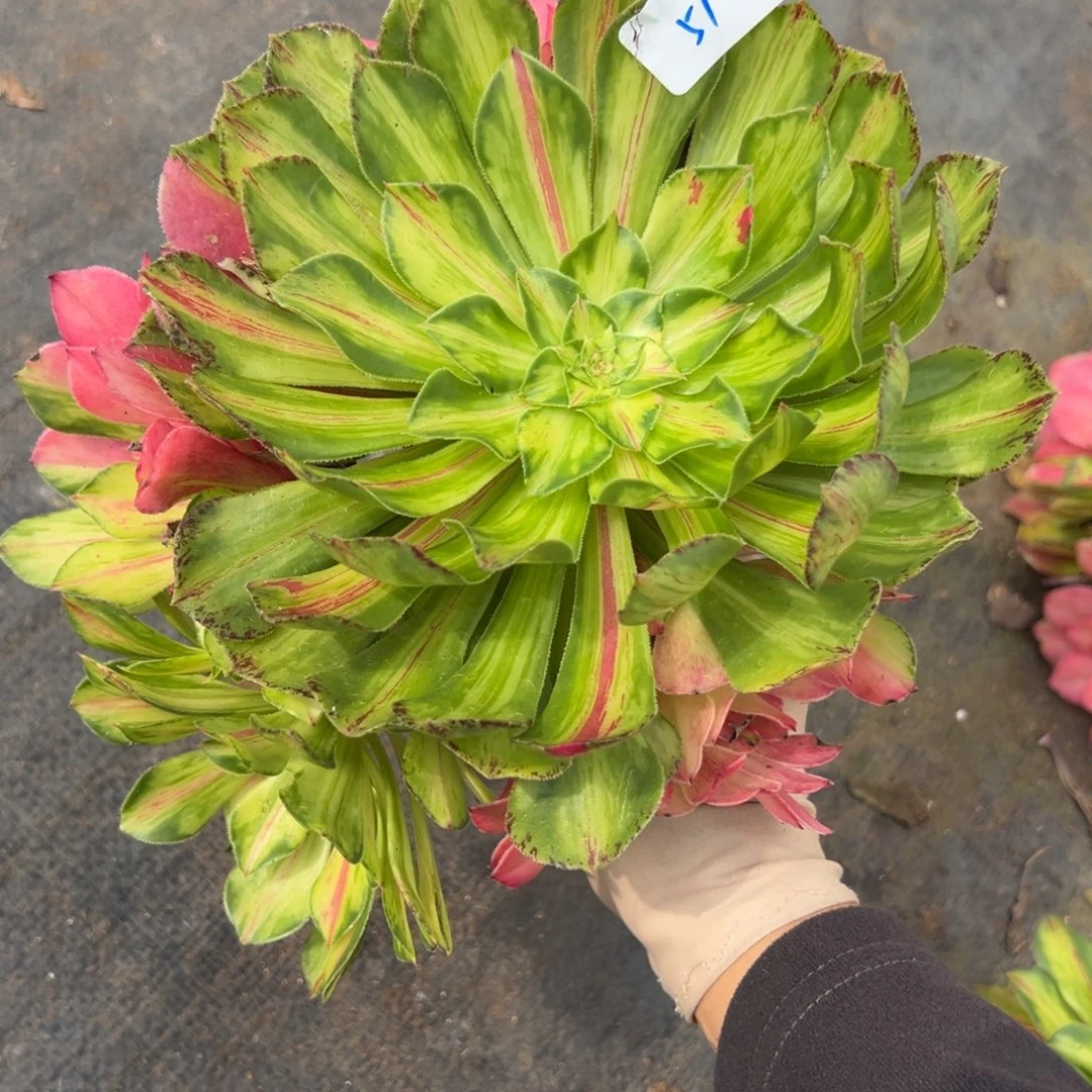 51知否无根多肉椅子