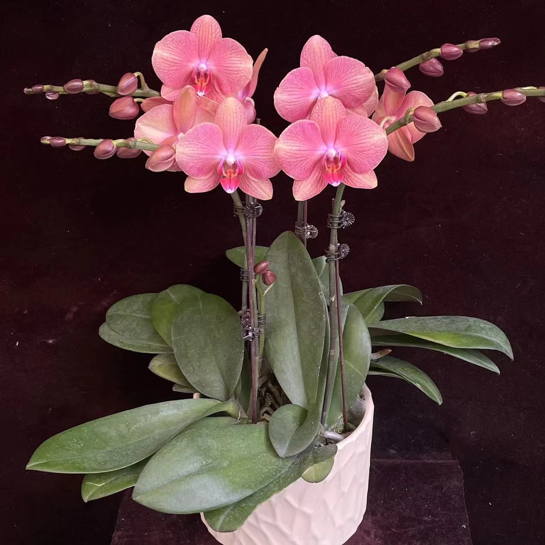 喜兰精选【彩月】年宵花 炫彩色 橘粉色 金枝玉叶好看好养懒人花