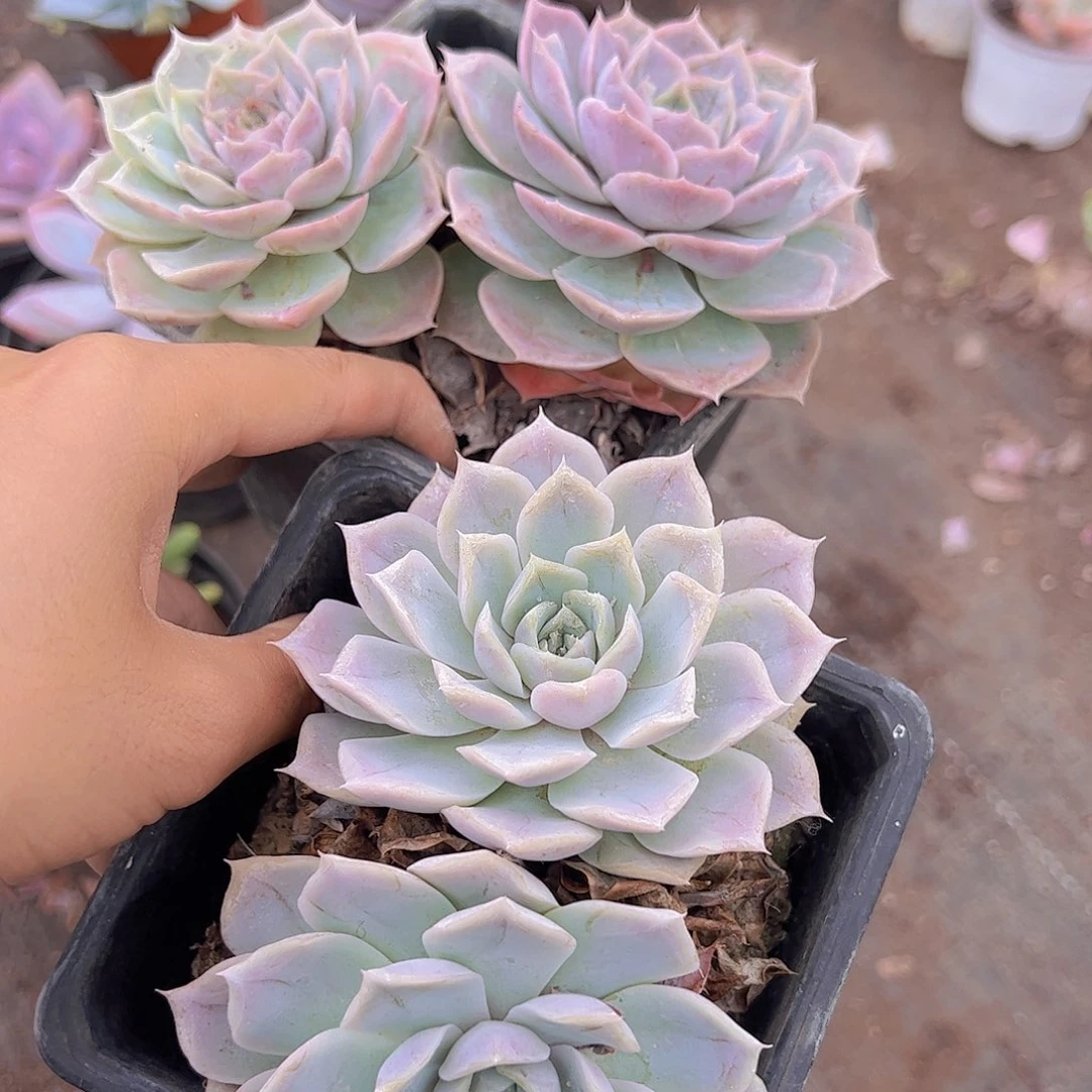 蓝丝绒双头精品老桩二盆