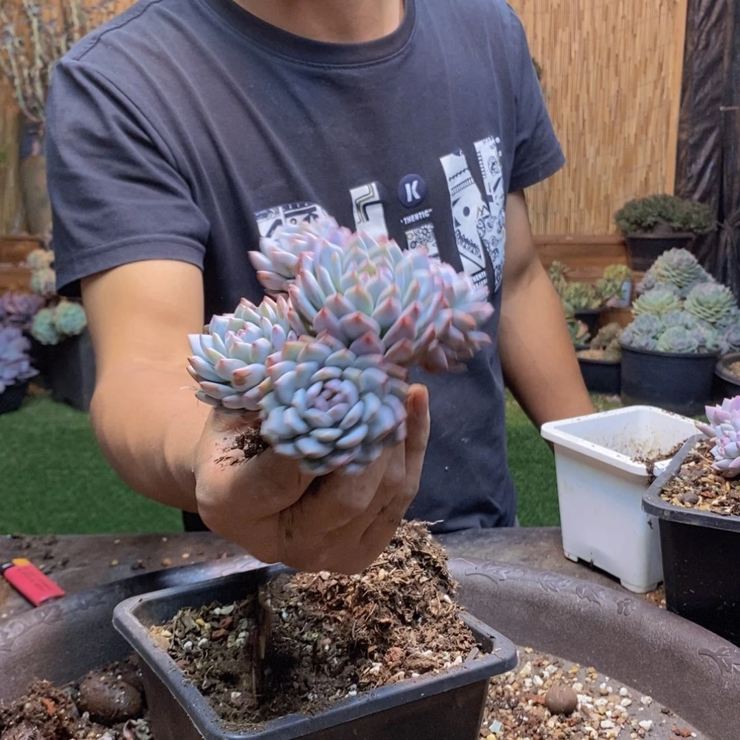 某****天359 号星星橙多肉